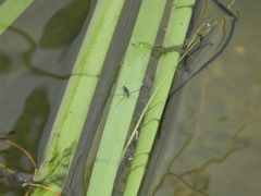 Neogerris hesione