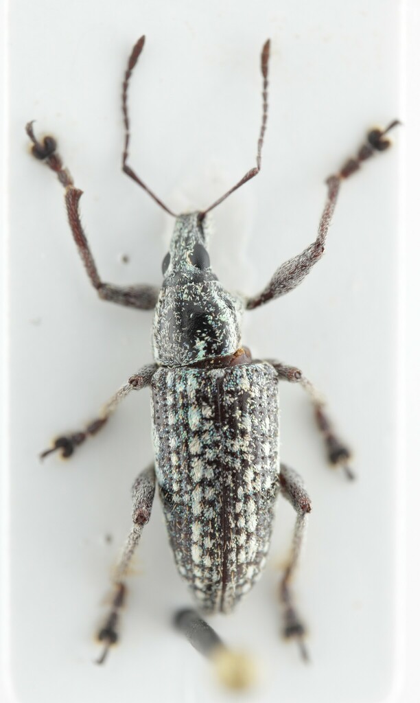 Lachnopus planifrons