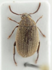 Amblycerus sallei