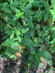 Syngonium