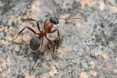 Formica rufibarbis