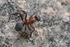 Formica rufibarbis
