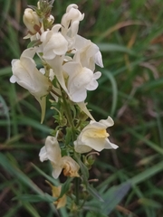 Linaria vulgaris