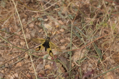 Libelloides longicornis