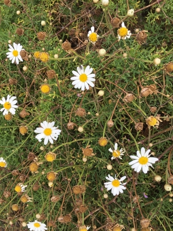Argyranthemum frutescens, Spain - Gran Canaria - Las Palmas de Gran Canaria