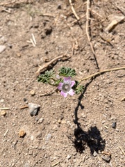 Malva nicaeensis