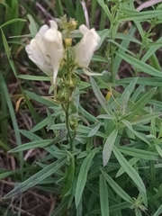 Linaria vulgaris