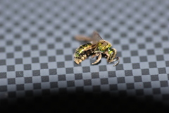 Augochlorella aurata