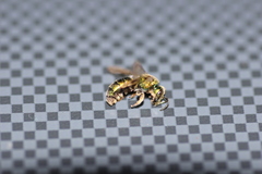 Augochlorella aurata