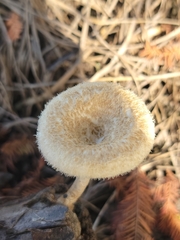Lentinus crinitus