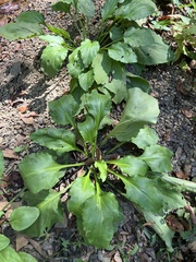 Plantago cordata