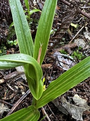 Pterostylis