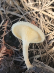Lentinus crinitus