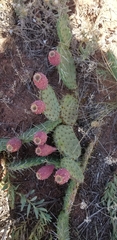 Opuntia
