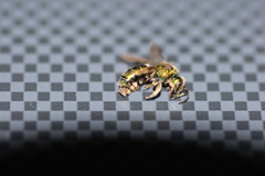 Augochlorella aurata