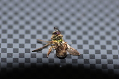 Augochlorella aurata