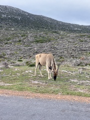 Tragelaphus oryx oryx