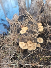 Lentinus crinitus