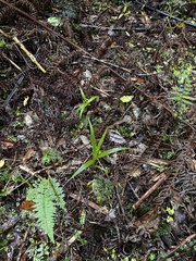 Pterostylis