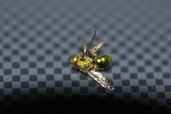 Augochlorella aurata