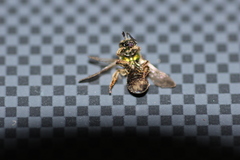 Augochlorella aurata