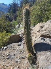 Trichocereus chiloensis