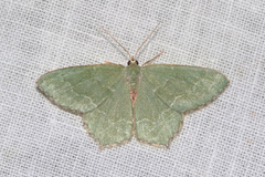 Hemithea aestivaria