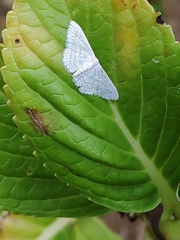 Idaea