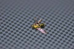 Augochlorella aurata