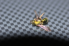 Augochlorella aurata