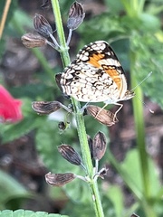 Phyciodes phaon