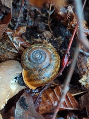 Campylaea illyrica