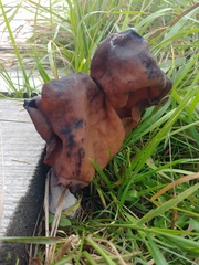 Gyromitra