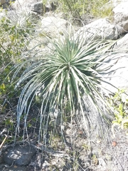 Puya coerulea