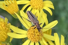 Oedemera lurida