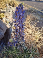 Lupinus altimontanus