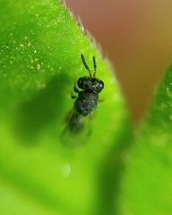 Eurytominae