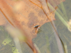 Neogerris hesione