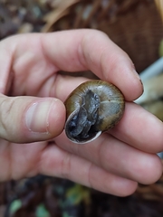 Campylaea illyrica