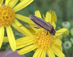 Oedemera lurida