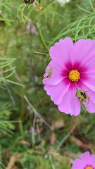 Agapostemon splendens