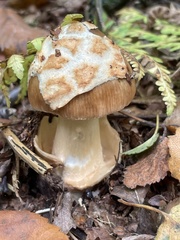 Amanita crocea