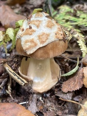 Amanita crocea