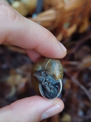 Campylaea illyrica