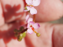 Stylidium graminifolium