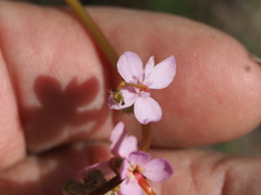Stylidium graminifolium