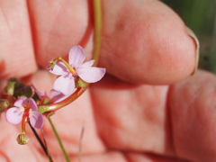 Stylidium graminifolium