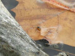 Neogerris hesione