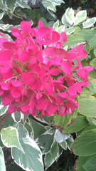 Hydrangea macrophylla