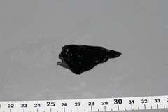 Lophodolos acanthognathus